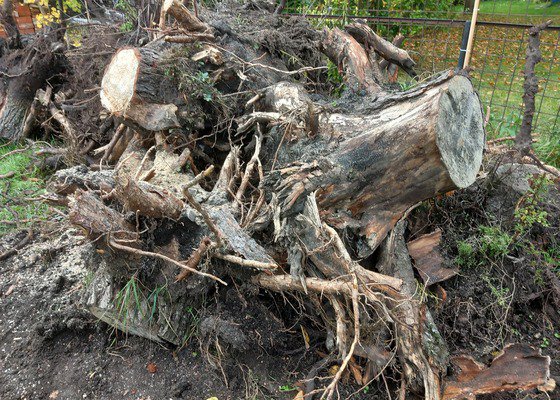 Rozřezání pařezů s kořeny